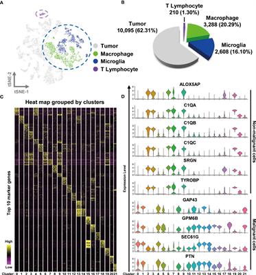 Single-Cell Transcriptomics of Glioblastoma Reveals a Unique Tumor Microenvironment and Potential Immunotherapeutic Target Against Tumor-Associated Macrophage